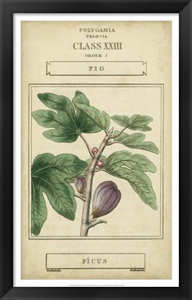 Framed Linnaean Botany VI Print