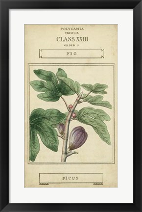 Framed Linnaean Botany VI Print