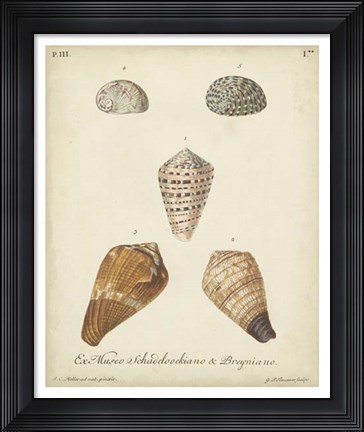 Framed Antique Knorr Shells I Print