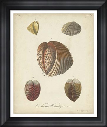 Framed Antique Knorr Shells II Print