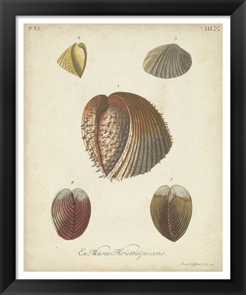 Framed Antique Knorr Shells II Print