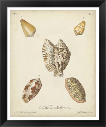 Framed Antique Knorr Shells III Print