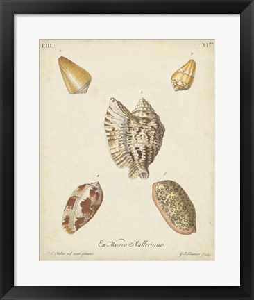 Framed Antique Knorr Shells III Print