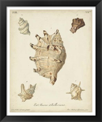 Framed Antique Knorr Shells IV Print