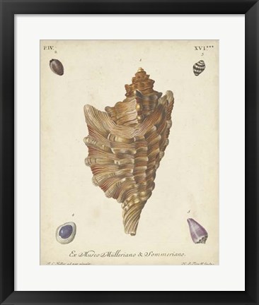 Framed Antique Knorr Shells VI Print