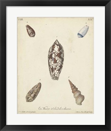 Framed Antique Knorr Shells VII Print