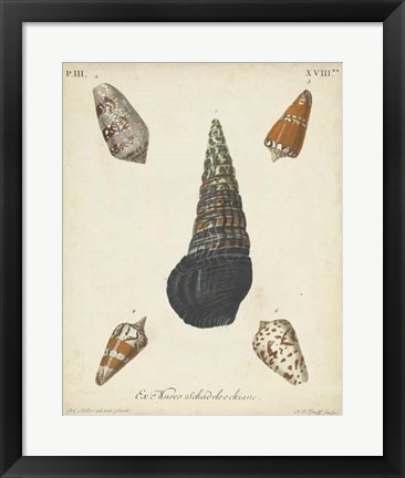 Framed Antique Knorr Shells VIII Print