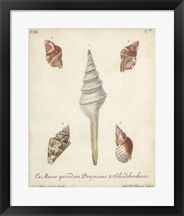 Framed Antique Knorr Shells IX Print