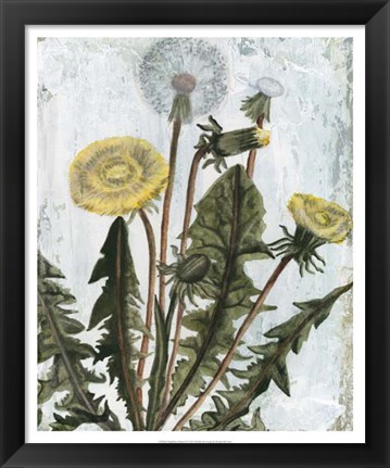 Framed Dandelion Patina II Print
