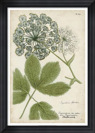 Framed Queen Anne's Lace Print