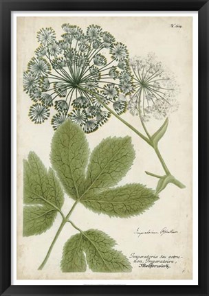 Framed Queen Anne&#39;s Lace Print