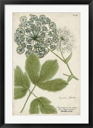 Framed Queen Anne&#39;s Lace Print