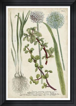Framed Allium Print