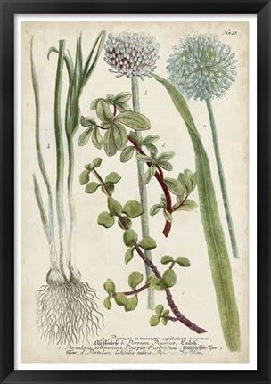 Framed Allium Print