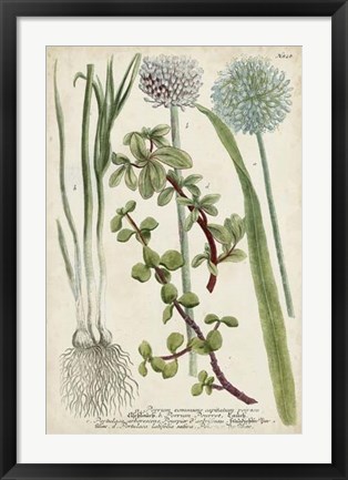 Framed Allium Print