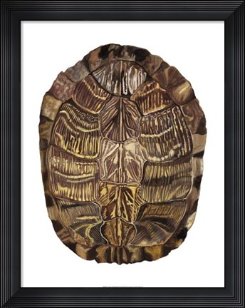 Framed Tortoise Shell Detail I Print