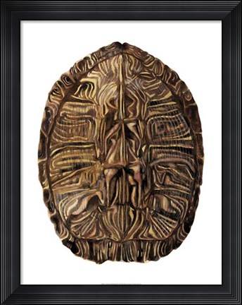 Framed Tortoise Shell Detail II Print