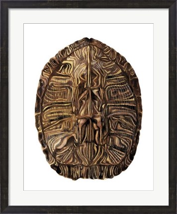 Framed Tortoise Shell Detail II Print