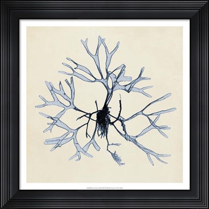 Framed Coastal Seaweed II Print