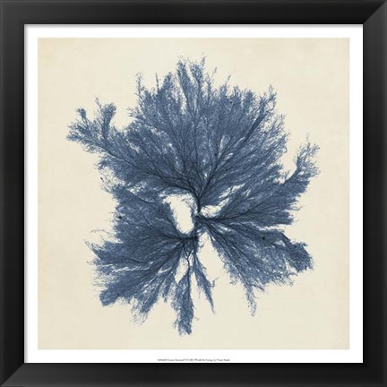 Framed Coastal Seaweed V Print