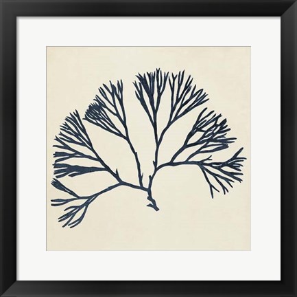 Framed Coastal Seaweed VI Print