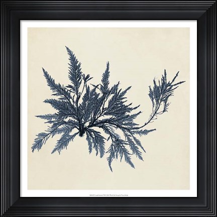 Framed Coastal Seaweed VII Print