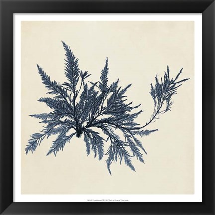 Framed Coastal Seaweed VII Print