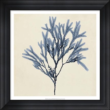 Framed Coastal Seaweed VIII Print