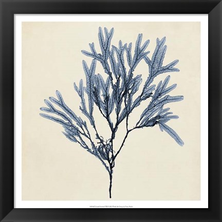 Framed Coastal Seaweed VIII Print