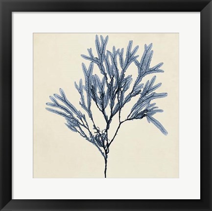 Framed Coastal Seaweed VIII Print