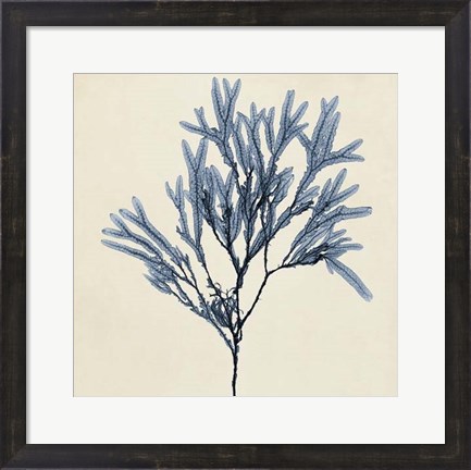 Framed Coastal Seaweed VIII Print
