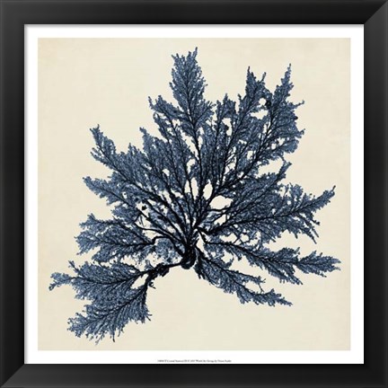 Framed Coastal Seaweed IX Print