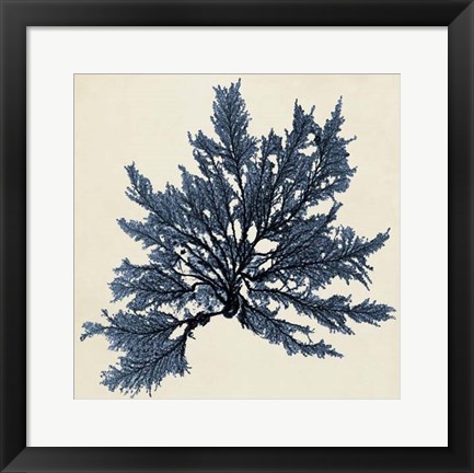 Framed Coastal Seaweed IX Print