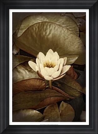 Framed Lily Pad Duo II Print