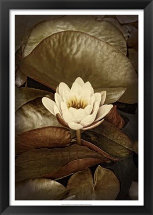 Framed Lily Pad Duo II Print