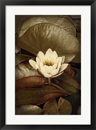 Framed Lily Pad Duo II Print