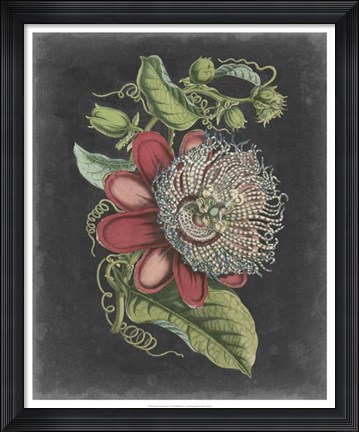 Framed Dramatic Tropical Beauty I Print