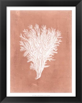 Framed Sealife on Coral II Print