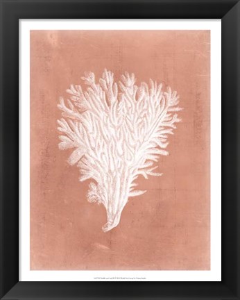 Framed Sealife on Coral II Print