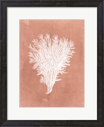 Framed Sealife on Coral II Print