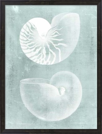 Framed Nautilus on Spa I Print