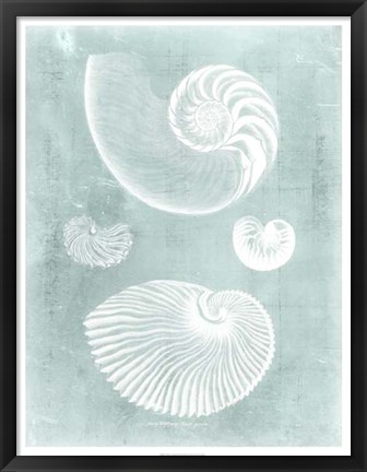 Framed Nautilus on Spa II Print