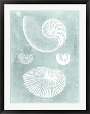 Framed Nautilus on Spa II Print