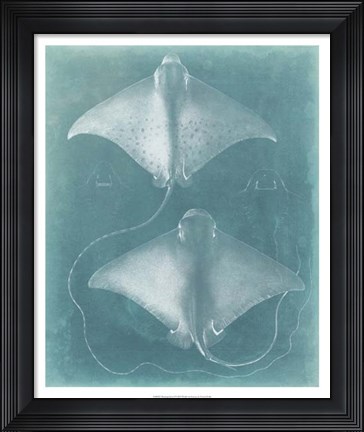 Framed Morning Swim I Print
