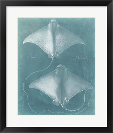 Framed Morning Swim I Print