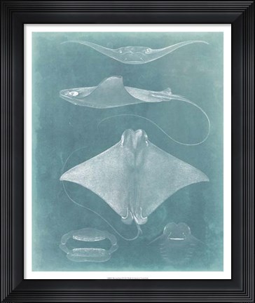 Framed Morning Swim II Print