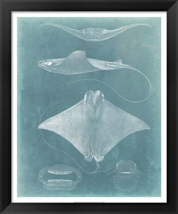 Framed Morning Swim II Print