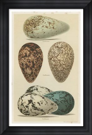 Framed Antique Bird Egg Study I Print