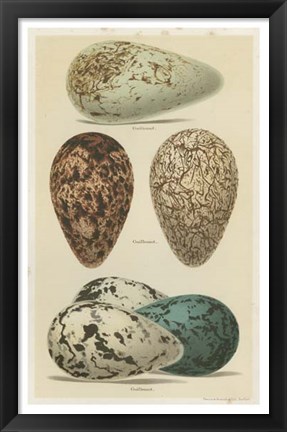 Framed Antique Bird Egg Study I Print
