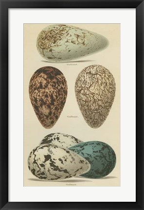 Framed Antique Bird Egg Study I Print